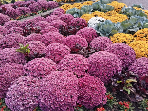 Guide Ultime : Maîtriser l'Utilisation Sécurisée de votre Tronçonneuse